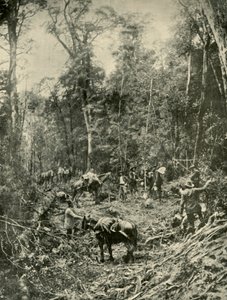 Een Ruige Weg, Tasmanië, 1901