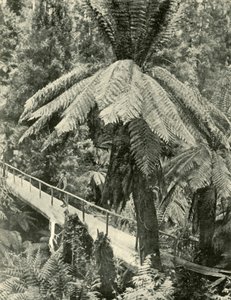 Een rustieke brug, 1901