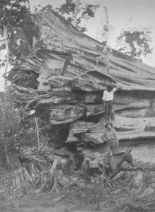 Een groot stuk Braziliaans hout door Unbekannt
