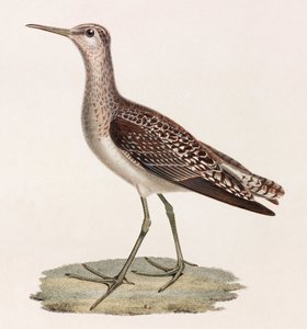 Een kleurenillustratie van een vogel door Unbekannt