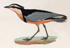 Een kleurenillustratie van een vogel
