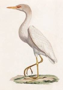Een kleurenillustratie van een vogel