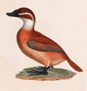 Een kleurenillustratie van een bruine eend door Unbekannt