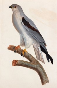 Een kleurenillustratie van een grijze vogel