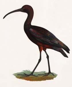 Een kleurenillustratie van een langbekvogel door Unbekannt