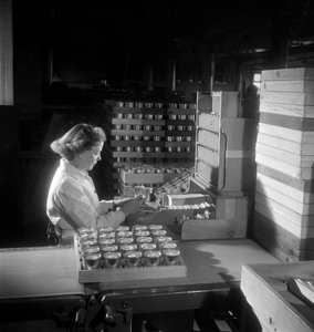 Een vrouwelijke arbeider verpakt blikjes sigaretten, Londen 1950 door Unbekannt