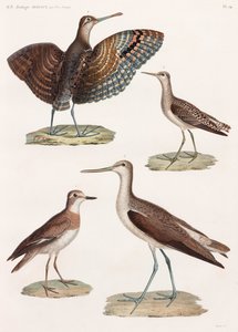 Een volledige pagina met kleurenillustraties van vogels
