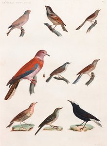 Een volledige pagina met kleurenillustraties van vogels door Unbekannt