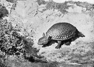Een glyptodon, 20e eeuw door Unbekannt