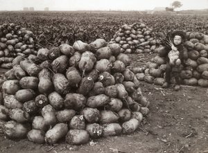 Een klein meisje met stapels geoogste rapen, nabij Landskrona, Zweden, 1910