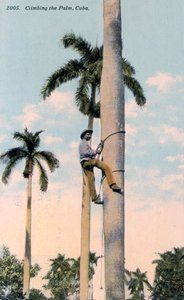 Een man die een palmboom beklimt, Cuba, 1911 door Unbekannt