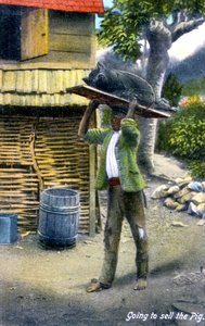 Een man op weg naar de markt om een varken te verkopen, Jamaica, ca. 1900s