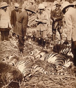 Een koninklijke zak tijgers, 1911 door Unbekannt