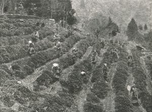 Een theeplantage buiten de stad, Kobe, Japan, 1895 door Unbekannt