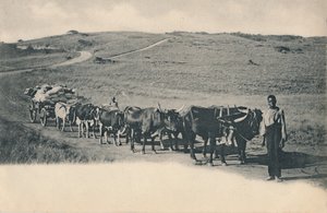 Een typische ossenwagen - Zuid-Afrika, begin 20e eeuw