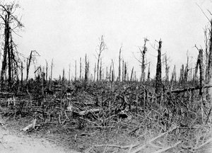 Een bos in het Somme-gebied, Frankrijk, 1916, c1920 door Unbekannt