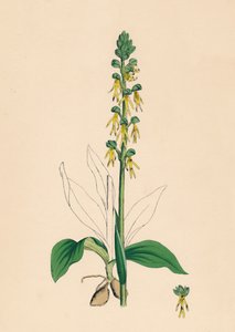 Aceras anthropophora. Man Orchis door Unbekannt