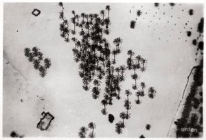 Luchtfoto van palmenschaduwen in de Arabische woestijn, vanuit een Zeppelin, 1931-1933 door Unbekannt