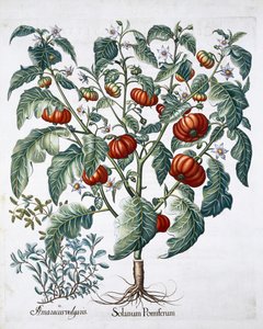 Afrikaanse Tomaat en Marjolein planten