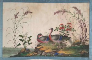 Album met twaalf schilderijen van vogels, 19e eeuw door Unbekannt