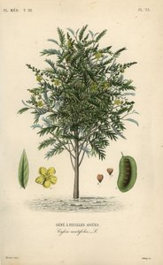 Alexandrijnse senna, Senna alexandrina, Cassia acutifolia, Sene a feuilles aigues
