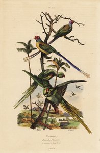 Alexandrijnse parkiet, Psittacula eupatria, en langstaartparkiet, Psittacula longicauda