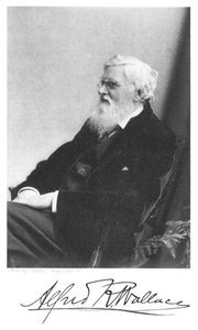Alfred Russell Wallace, in Wales geboren Britse natuuronderzoeker, c1900