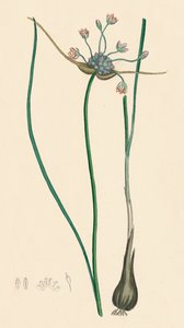 Allium oleraceum, var. genuinum. Veldknoflook, var. a, 19e eeuw