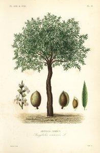 Amandelboom, Prunus dulcis, Amandier commun door Unbekannt