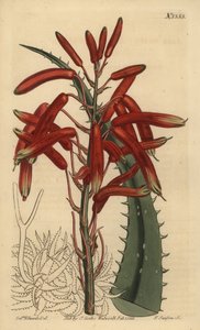 Aloe humilis (Appelgroenbladige aloë, Aloe virens)
