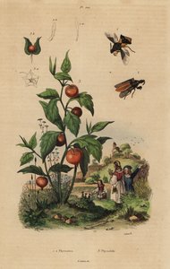 Hinderlaagwants, Macrocephalus cimicoides 1,2, en lampionplant, Physalis alkekengi 3