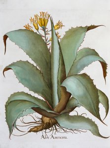 Amerikaanse Aloë Aloe Americana door Unbekannt