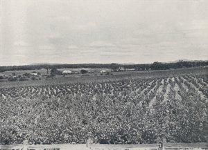 Een Australische wijngaard, 1923 door Unbekannt