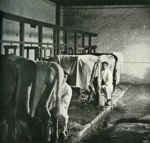 Een moderne melkstal op de Walker-Gordon boerderij, 1902