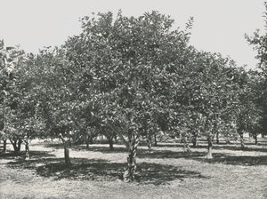 Een sinaasappelboomgaard nabij de stad, St. Augustine, VS, 1895