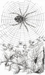 Een wielwebspin of araneid