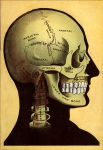 Anatomische kaart, het hoofd