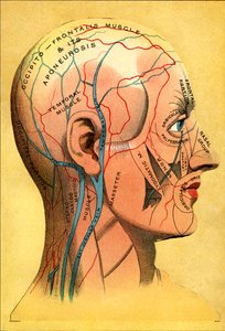 Anatomische kaart, het hoofd - Hoofdhuid: veneuze afvoer