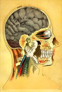 Anatomische kaart, het hoofd 1905 door Unbekannt