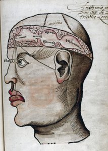 Anatomie 16e eeuw: doorsnede van de hersenen, voor de studie van de lokalisatie van verschillende hersenfuncties en de organen van het hoofd die ermee verbonden zijn