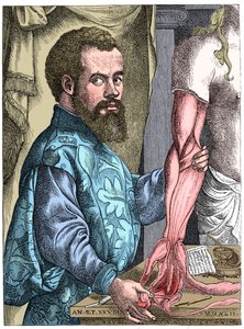 Andreas Vesalius, 16e-eeuwse Vlaamse anatoom