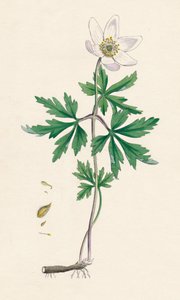 Anemone nemorosa. Bosanemoon, 19e eeuw door Unbekannt