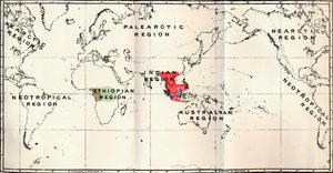 Anthropoidea - Hylobates Rood, Simia Blauw, Gorilla Bruin, Anthropopithecus Groen, 1897 door Unbekannt