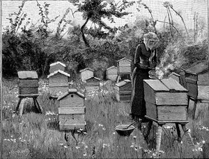 Bijenkorf van houten korven, Lismore, Ierland, 1890