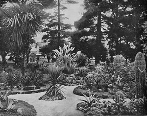 Arizona Garden. Monterey, Cal., ca. 1897 door Unbekannt