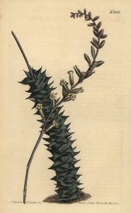 Astroloba foliolosa (Kleinbladige aloë)
