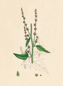 Atriplex Smithii. Smiths Orache, 19e eeuw door Unbekannt