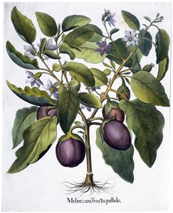 Aubergine, 1613 door Unbekannt