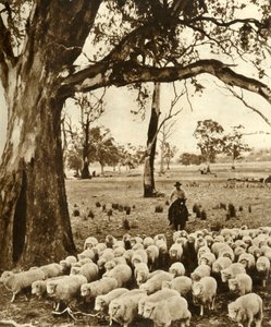 Australië - Een veedrijver met enkele van zijn dieren op een schapenstation in de staat Victoria, ca. 1948
