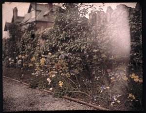 Autochroom van bloemen, ca. 1908 door Unbekannt